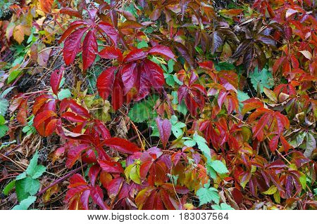 Woodbine Color Leaves