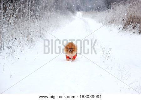 Running dog. Pomeranian dog in snow. Winter dog. Cute little spitz