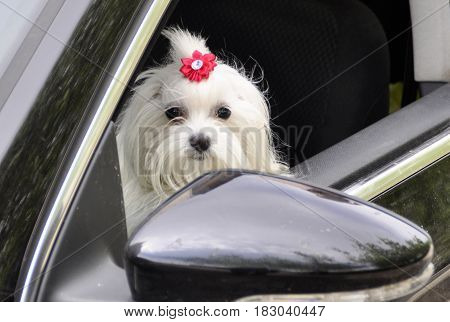 Maltese dog in the car looking out the window