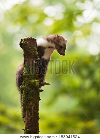 Stone marten hold on tree - Martes foina