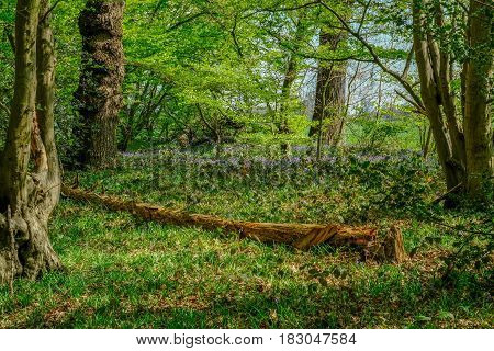 Woodland scene of a fallen tree in the bluebell wood in spring.