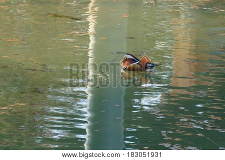 Mandarin Duck Close Up From Sile River, Italy