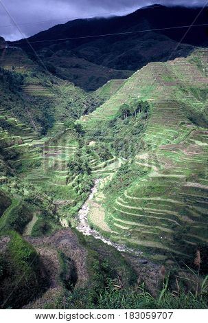 Rice is cultivated in the ancient  rice terraces, carved into the mountains, near the city of Banaue, Ifugao Province, in the Philippines.