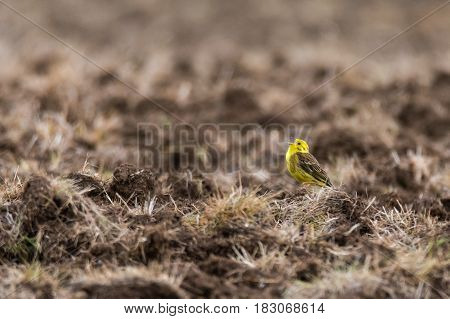 Yellowhammer (Emberiza citrinella) singing in field. Male songbird in the bunting family (Emberizidae) with bright yellow head and breast