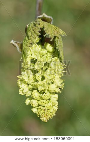 Oregon Or Bigleaf Maple