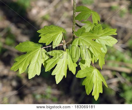 Field Maple