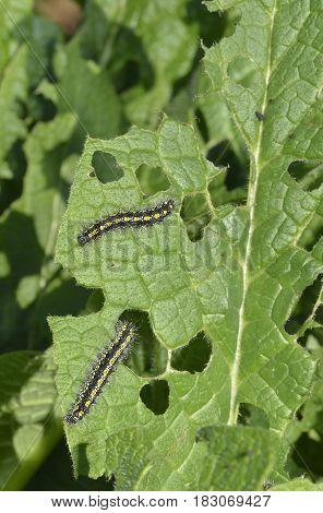 Scarlet Tiger Moth Caterpillars