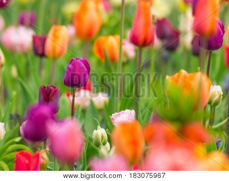 Beautiful view of colored tulips, close-up.