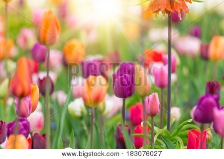 Beautiful view of colored tulips, close-up.