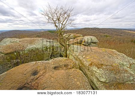 Lone Tree in the Rocks in Garden of the Gods in Shawnee National Forest in Illinois