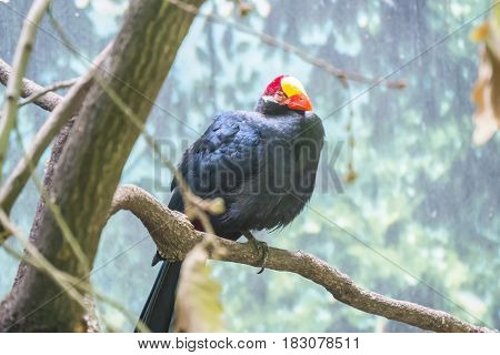 Violet tauraco almost asleep on a branch Musophagidae