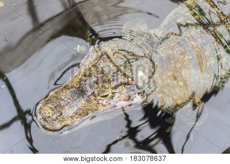 Spectacled caiman in the water with the head outside