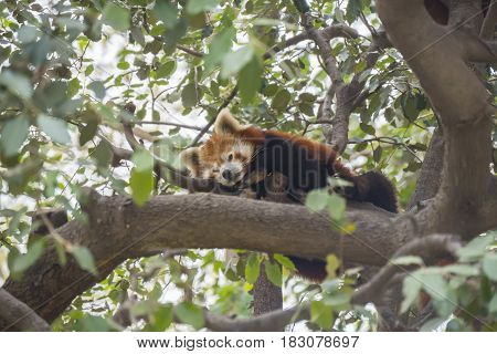 Red panda sleeping on the branches of a tree Ailurus fulgens