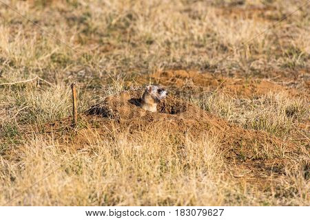 A Black-footed Ferret at a Prairie Dog Burrow