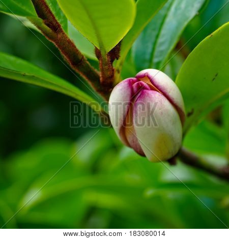 A Michelia Figo or Port Wine Magnolia flower bud in closeup.