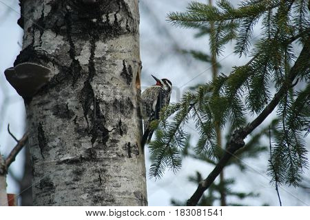 wood pecker bird  tree hole  pine  sky