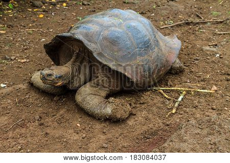 Galapagos land turtle walking on brown rubble