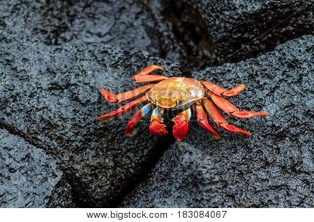 Galapagos red crab on black volcanic rocks
