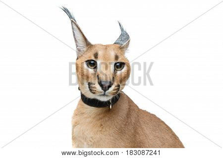 Beautiful caracal lynx 6 months old kitten in leather collar sitting on white background. Isolated. Studio shot. Copy space.