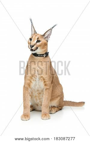 Beautiful caracal lynx 6 months old kitten in leather collar sitting on white background. Isolated. Studio shot. Copy space.
