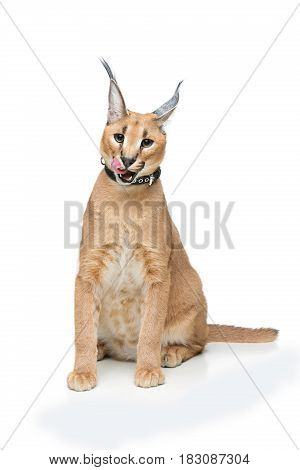 Beautiful caracal lynx 6 months old kitten in leather collar sitting on white background. Isolated. Studio shot. Copy space.