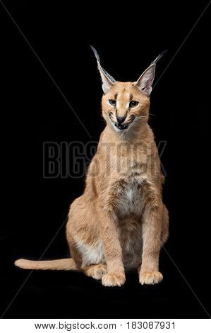 Beautiful caracal lynx 6 months old kitten sitting on black background. Studio shot. Copy space.