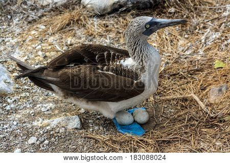 Blue footed booby mother nesting its eggs