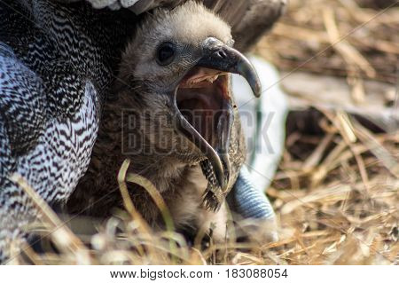 Baby Albatross in Galapagos Islands with mouth open