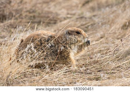 Prairie Dog Shenanigans on a Spring Morning