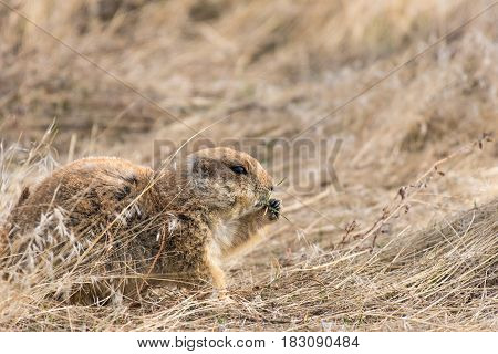 Prairie Dog Shenanigans on a Spring Morning