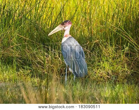 Maribou stork in swamp green and yellow grass.