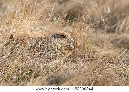 Prairie Dog Shenanigans on a Spring Morning