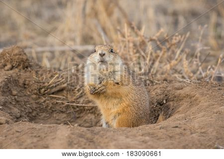 Prairie Dog Shenanigans on a Spring Morning