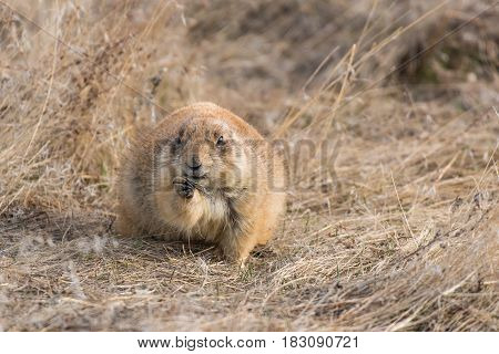 Prairie Dog Shenanigans on a Spring Morning