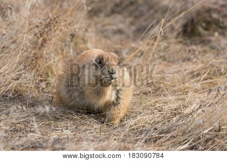 Prairie Dog Shenanigans on a Spring Morning