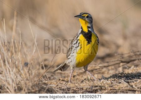 A Western Meadowlark Poses in the Sunshine