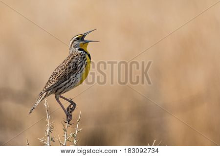 A Western Meadowlark Singing for a Mate during Spring