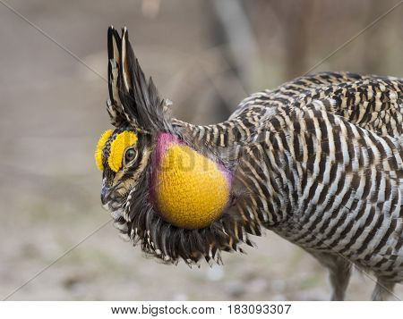 A booming and displaying Greater Prairie Chicken