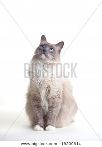 Serie - Ragdoll Katzen