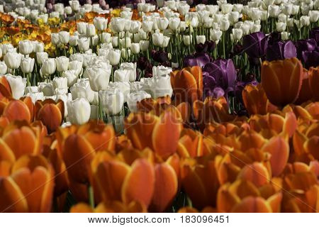 Flowerbed with orange white and purple tulips at outdoor park.