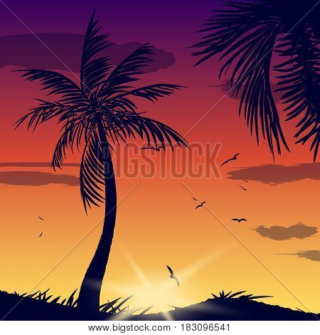 Summer tropical backgrounds set with palms, sky and sunset