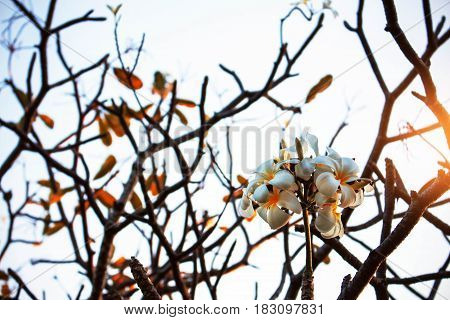 Plumeria flower on the tree in autumn.