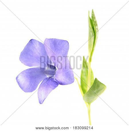 Common periwinkle (Vinca minor) isolated on white background. Plant with a blue flower