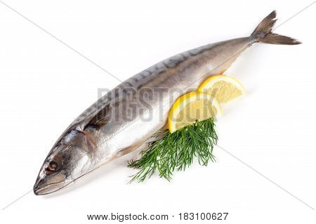 One fresh mackerel isolated on white background.