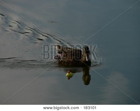 Duck lähellä Bobber