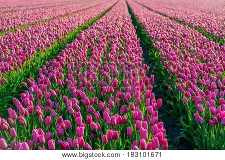 Dark pink colored tulips in long converging tulip beds at a specialized bollwerker in the Netherlands. It is early in the morning of a sunny day in the beginning of the spring season.