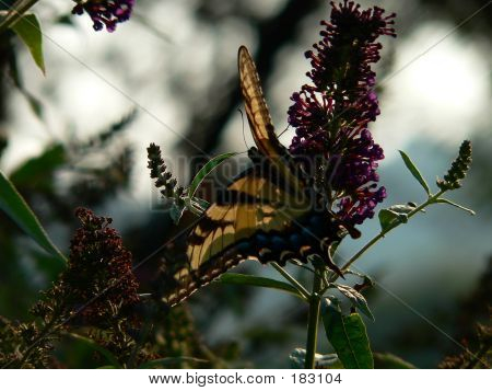 Butterfly 003