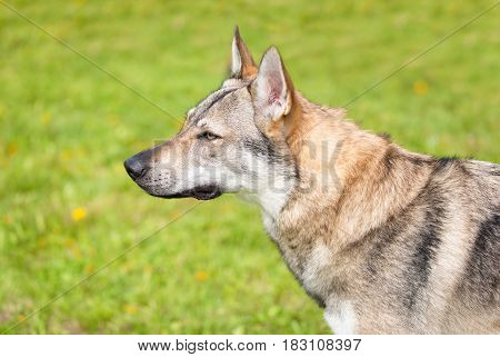Cute Wolf Dog In The Park