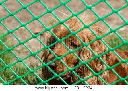Spaniel After Mesh