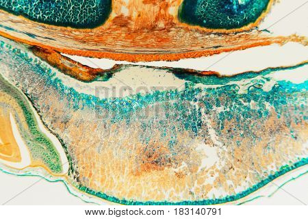 Cell Weevil Rye